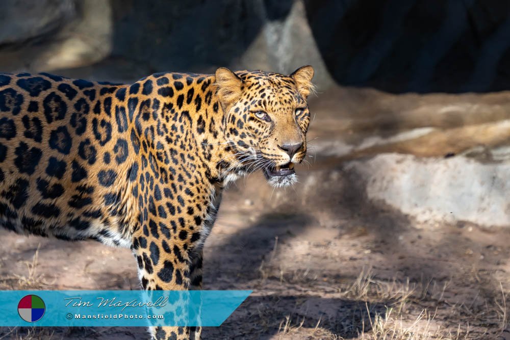 African Leopard