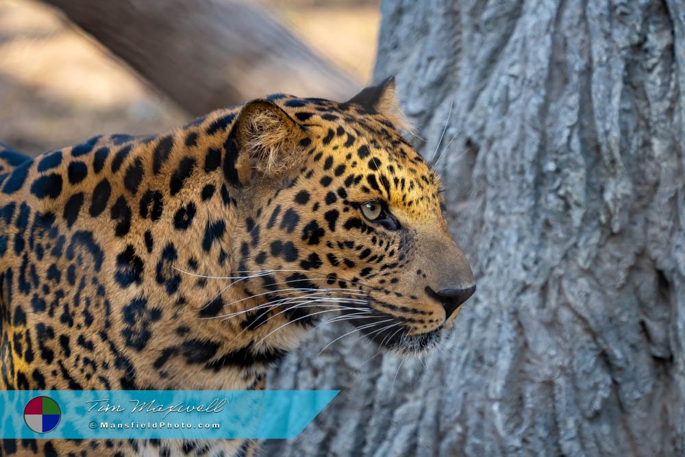 African Leopard