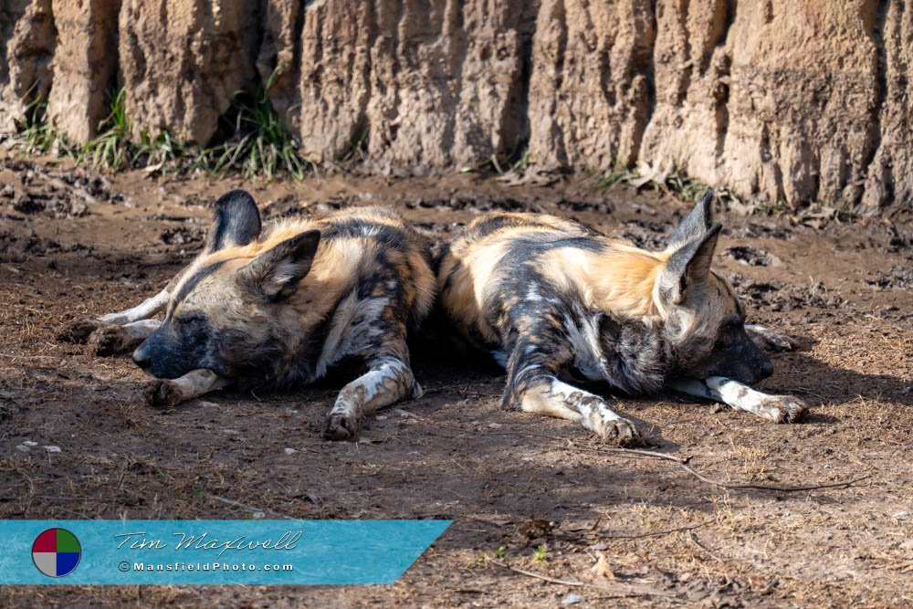 African Painted Dog