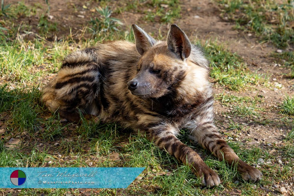 African Painted Dog