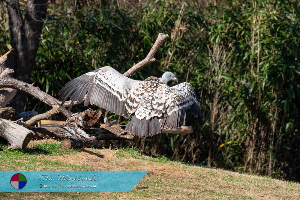 African White-Backed Vulture