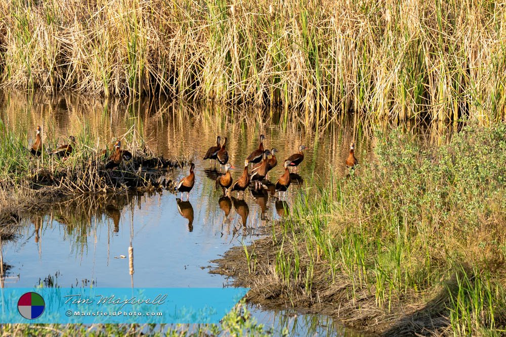 Black-Bellied Whistling Ducks