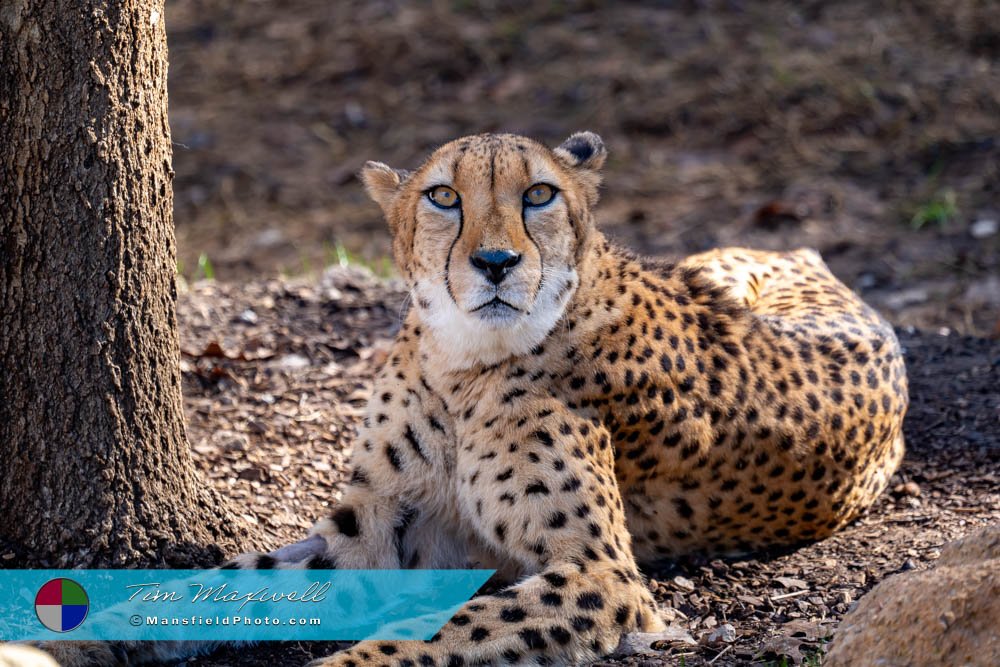 Cheetah at the Fort Worth Zoo