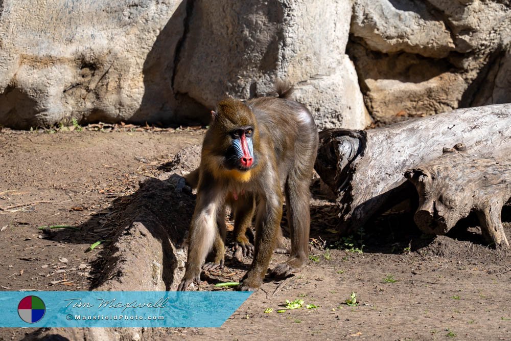 Mandrill