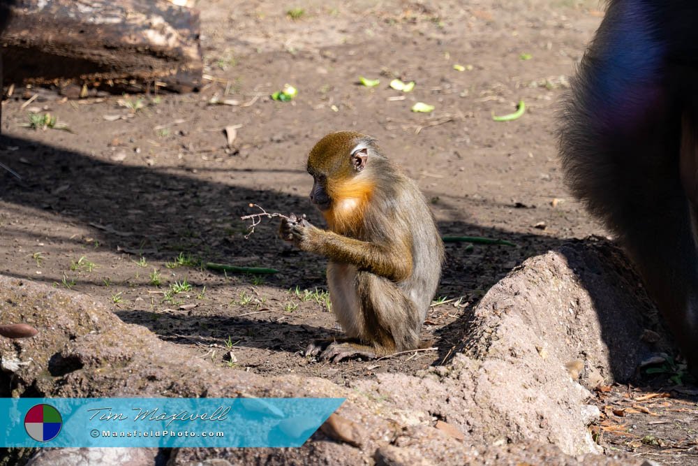 Juvenile Mandrill