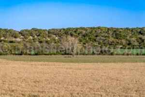 Tree And Field A4-31568 - Mansfield Photography