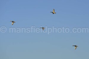 Ducks In Flight A4-01934 - Mansfield Photography