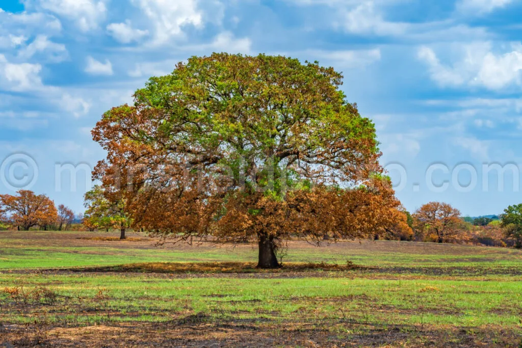 After The Fire (Glen Rose) A4-06973 - Mansfield Photography