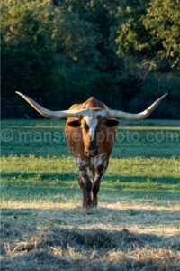Benda Ranch A4-09935 - Mansfield Photography