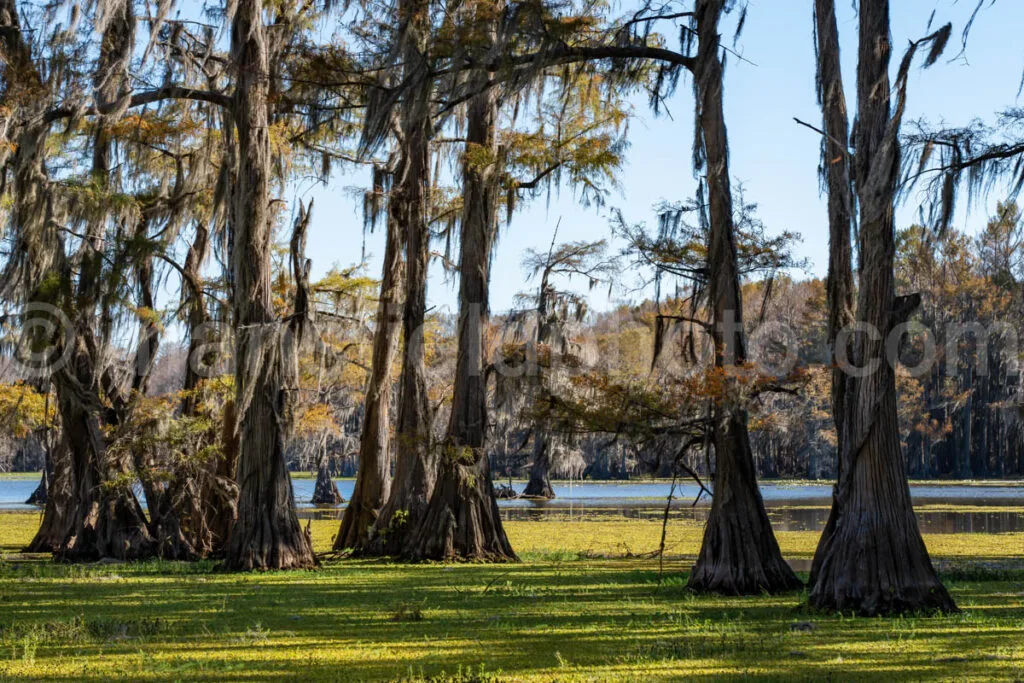 Whistleberry Slough, Caddo Lake, Tx A4-10256 - Mansfield Photography