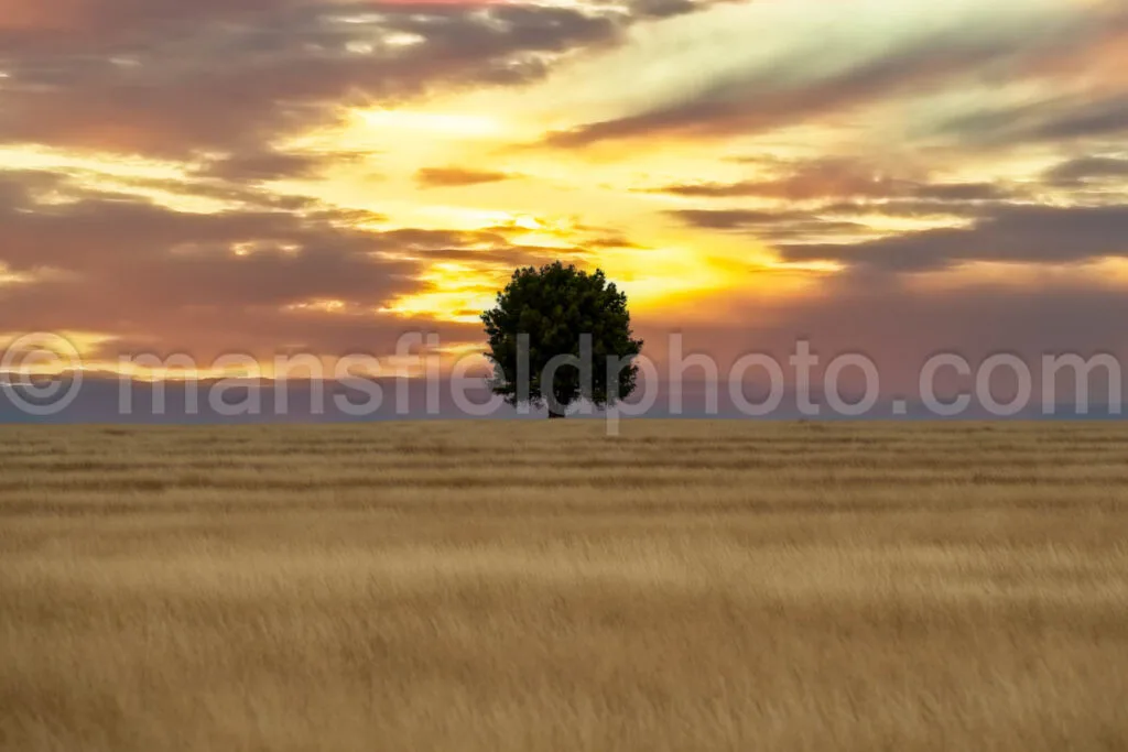 Tree And Field A4-11312 - Mansfield Photography