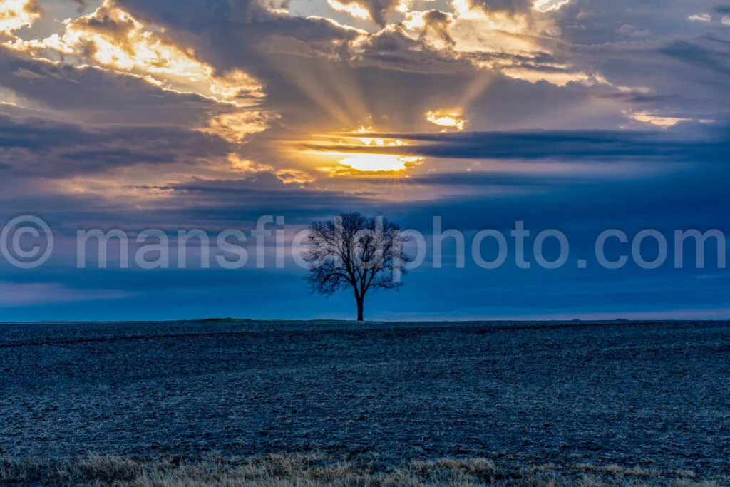 Morning Tree A4-12458 - Mansfield Photography