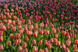 Field Of Tulips A4-13375 - Mansfield Photography