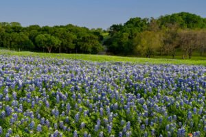 Field Of Bluebonnets A4-14124 - Mansfield Photography