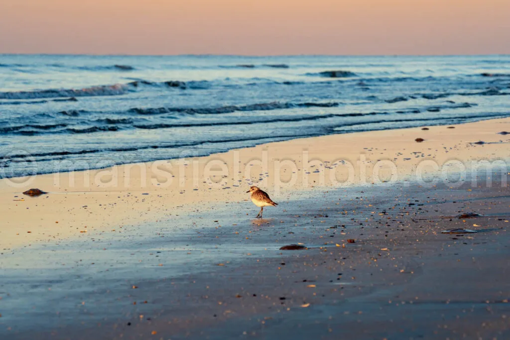 Gulls At Sea Rim State Park, Texas A4-25273 - Mansfield Photography