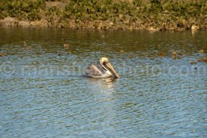 Pelican At Bahia Grande In Texas A4-29834 - Mansfield Photography