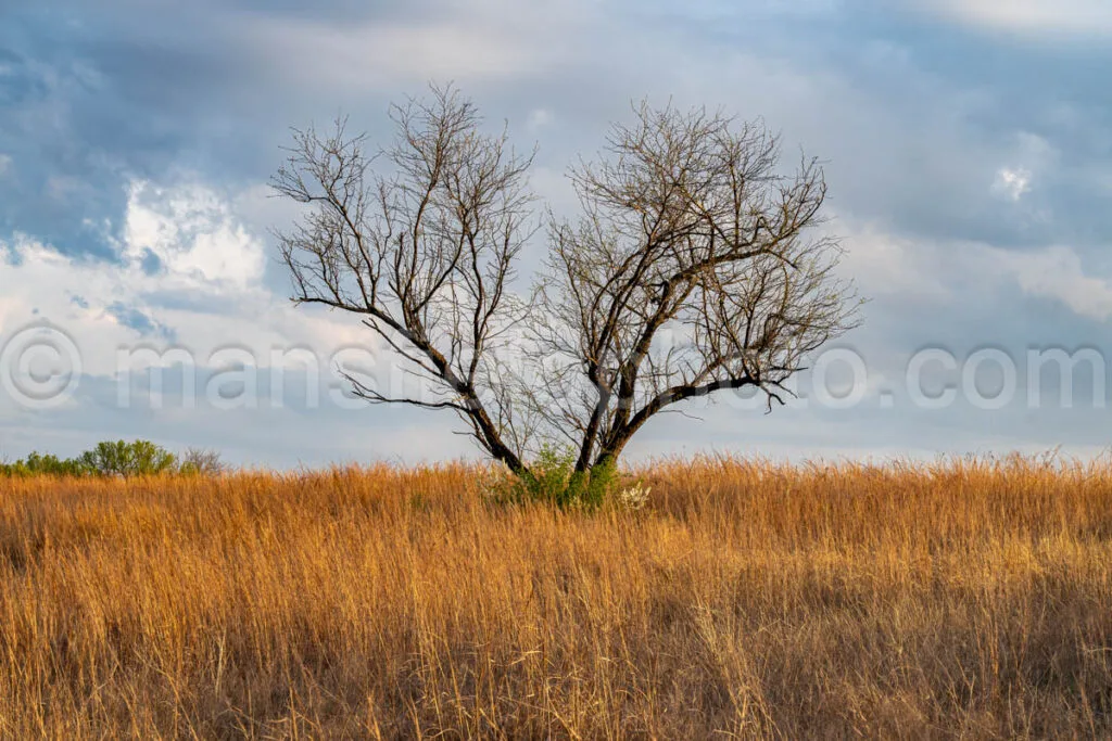 Tree And Field A4-31577 - Mansfield Photography