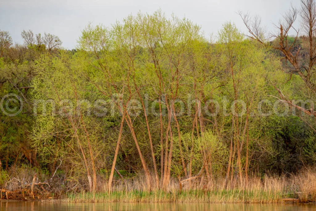 Trees In Spring A4-31620 - Mansfield Photography