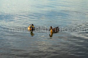 Mallard Ducks A4-31841 - Mansfield Photography
