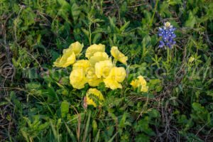 Yellow Primrose A4-31960 - Mansfield Photography