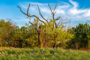 Bluebonnets And Trees A4-32085 - Mansfield Photography