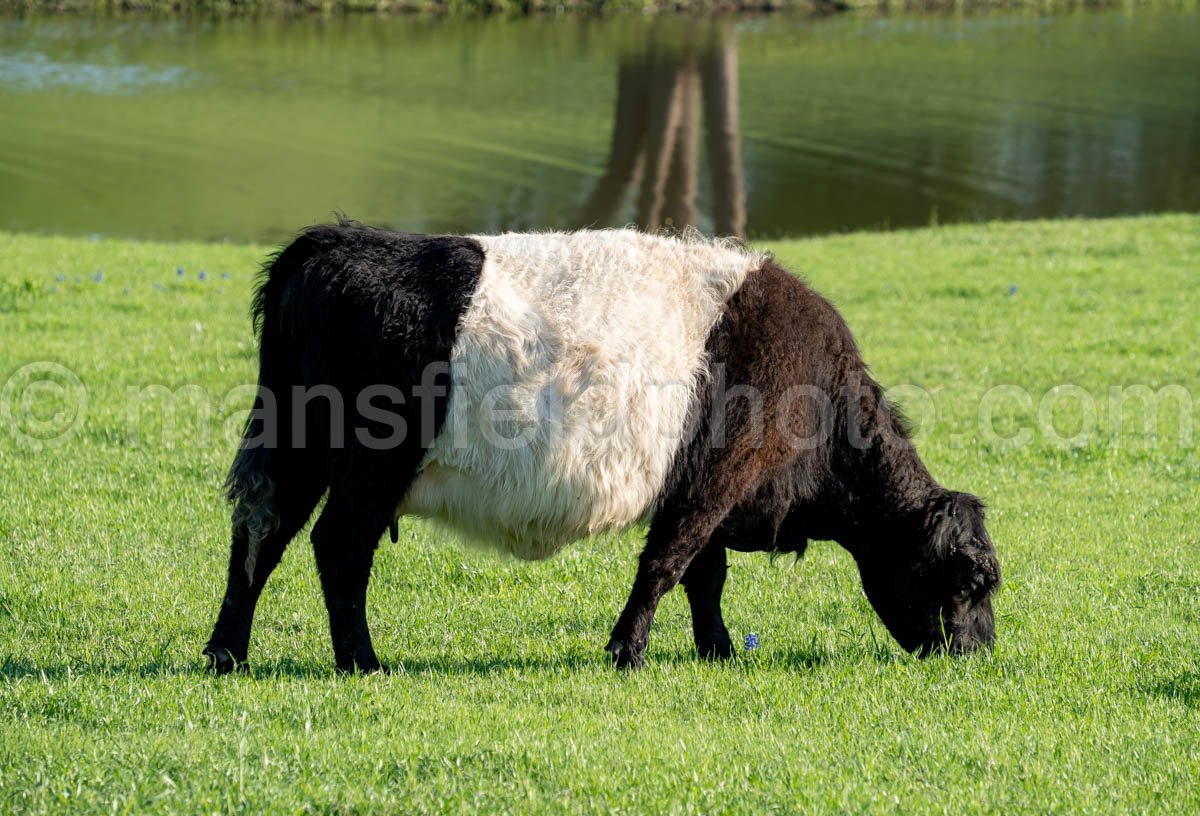 Highland Cattle A4-32130