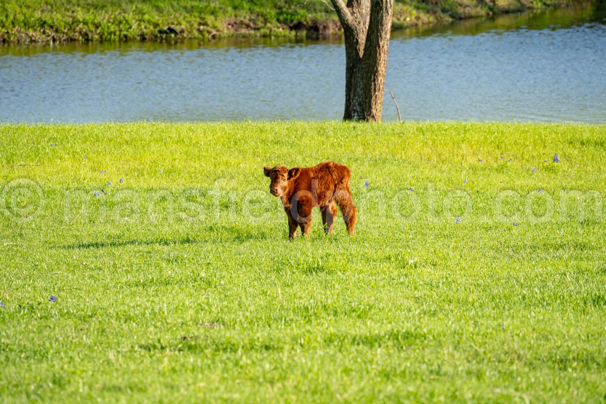 Highland Cattle A4-32135