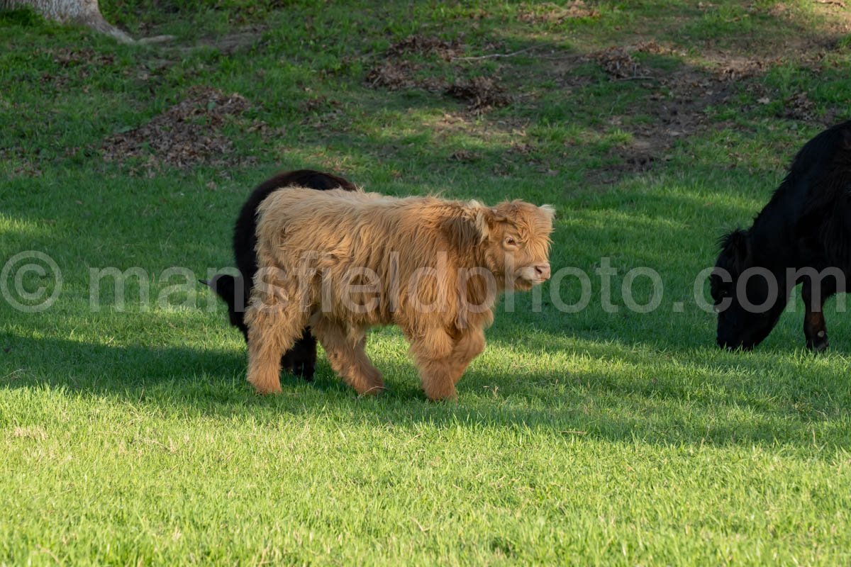 Highland Cattle A4-32139