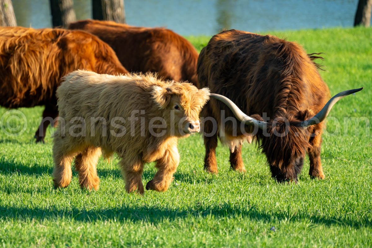 Highland Cattle A4-32144