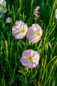 Pink Evening Primrose A4-32522 - Mansfield Photography