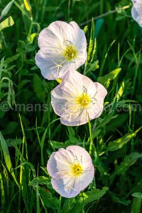 White Evening Primrose A4-32528 - Mansfield Photography