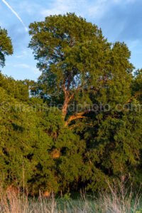 Lighted Trees A4-32635 - Mansfield Photography