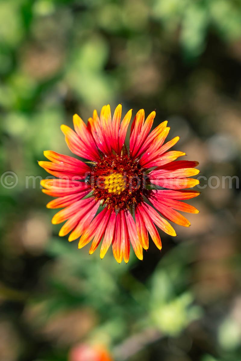 Indian Blanket Flower A4-32697