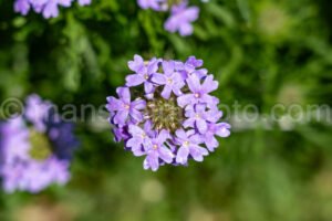 Prairie Verbena A4-32706 - Mansfield Photography