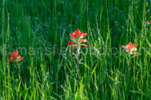 Indian Paintbrush Flower In Elmer Oliver Nature Park A4-32740 - Mansfield Photography