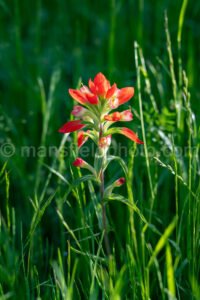 Indian Paintbrush Flower In Elmer Oliver Nature Park A4-32742 - Mansfield Photography