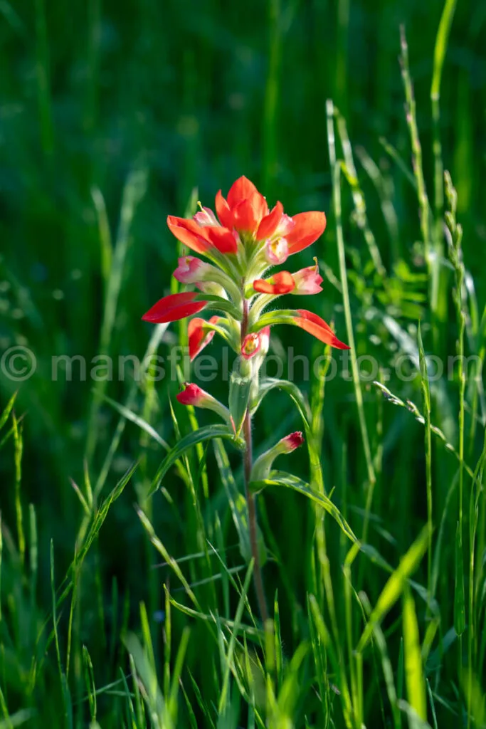 Indian Paintbrush Flower In Elmer Oliver Nature Park A4-32742 - Mansfield Photography