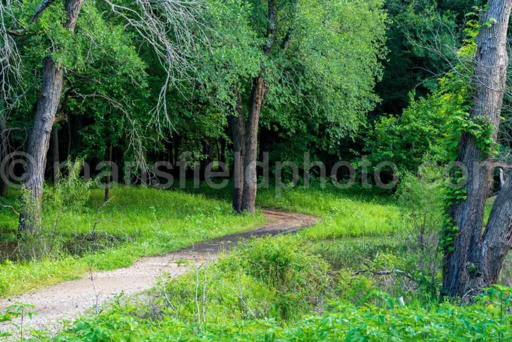Hiking Trail In Loyd Park A4-32775 - Mansfield Photography