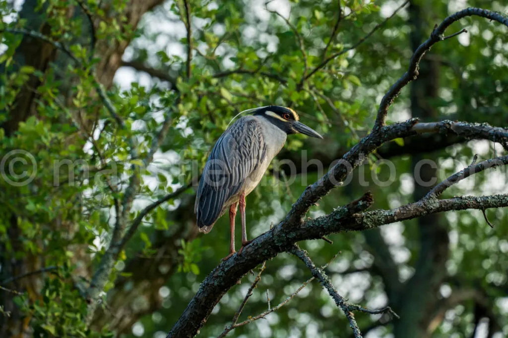 Yellow-Crowned Night Heron A4-32785 - Mansfield Photography