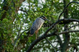 Yellow-Crowned Night Heron A4-32785 - Mansfield Photography