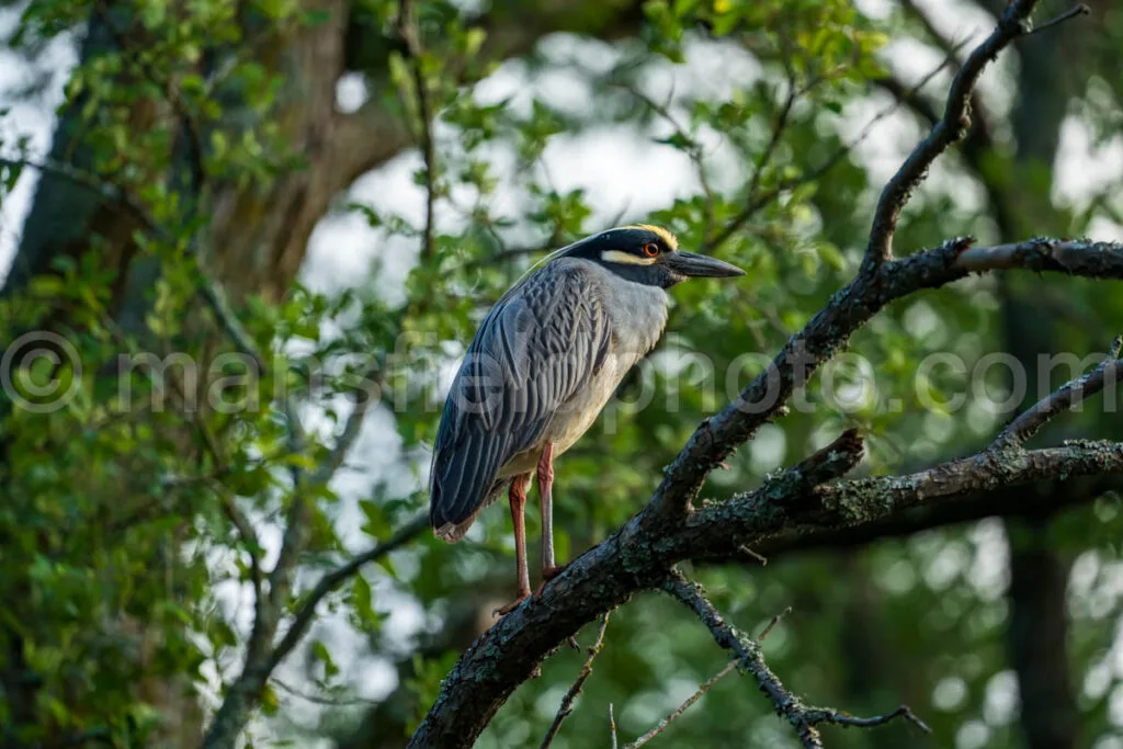 Yellow-Crowned Night Heron A4-32788 - Mansfield Photography