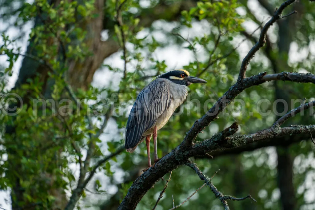 Yellow-Crowned Night Heron A4-32789 - Mansfield Photography