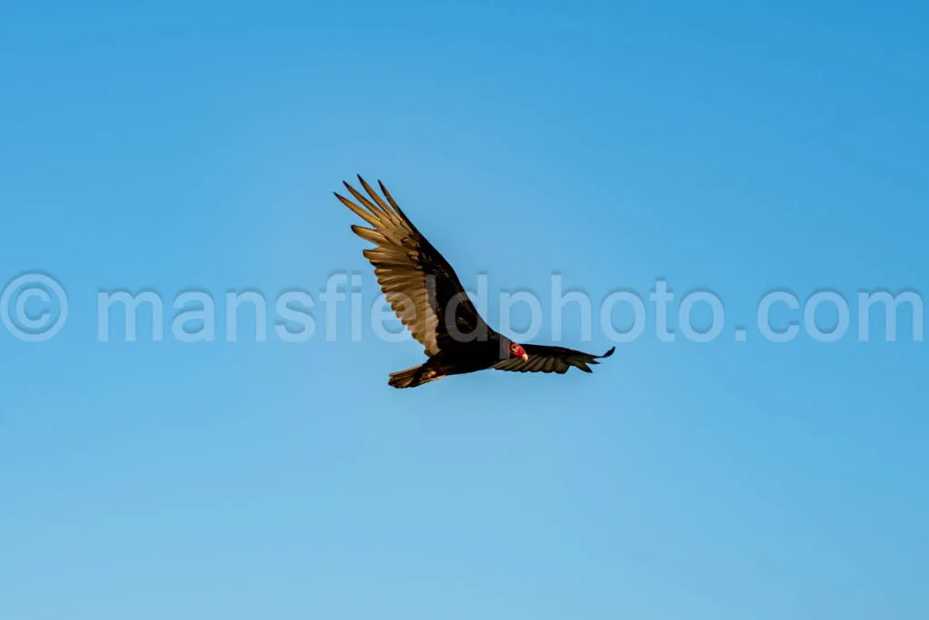 Turkey Vulture A4-32803 - Mansfield Photography
