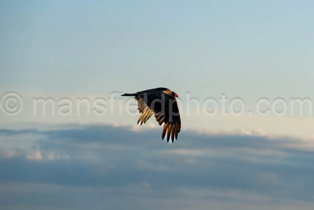 Turkey Vulture A4-32814 - Mansfield Photography