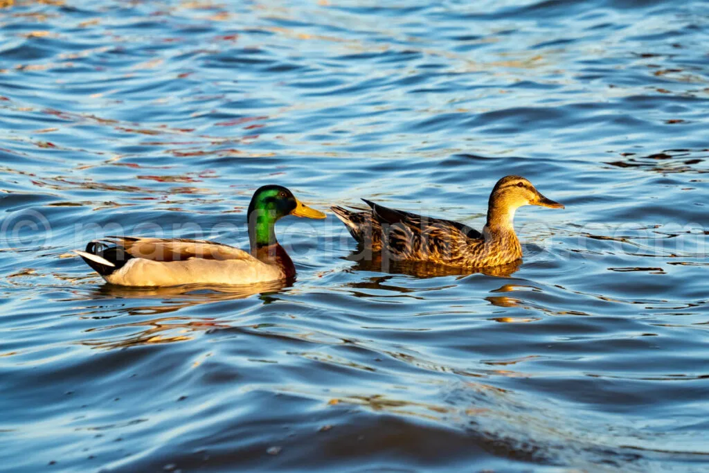 Ducks At Lynn Creek Park A4-32829 - Mansfield Photography