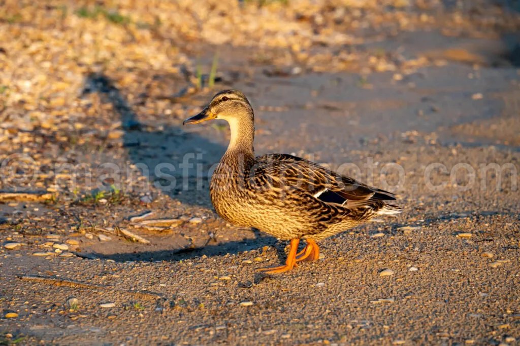 Ducks At Lynn Creek Park A4-32839 - Mansfield Photography