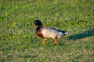 Ducks At Lynn Creek Park A4-32847 - Mansfield Photography