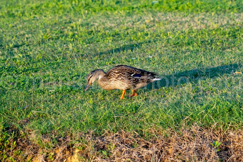 Ducks At Lynn Creek Park A4-32849 - Mansfield Photography