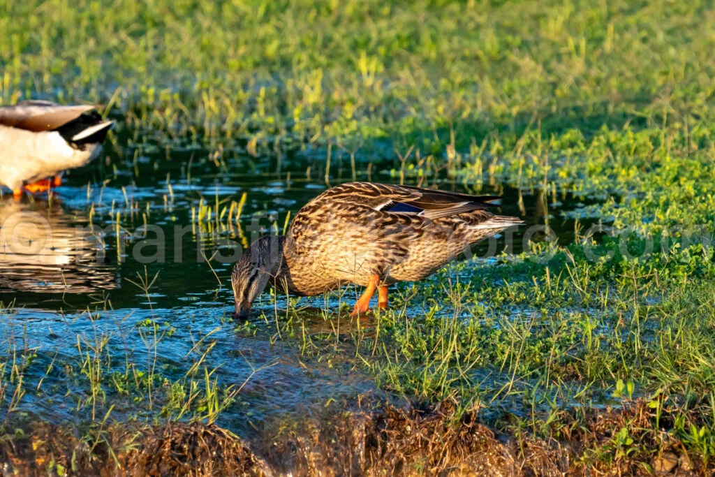 Ducks At Lynn Creek Park A4-32853 - Mansfield Photography