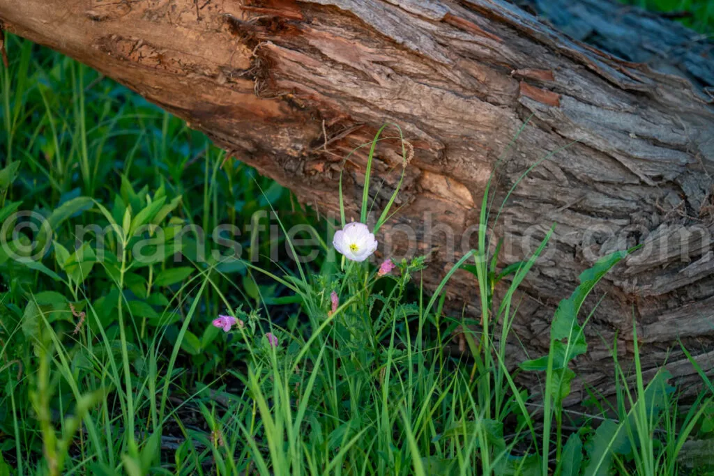Evening Primrose At Loyd Park A4-32934 - Mansfield Photography